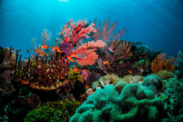 Great-Barrier-Reef-underwater-shot-with-colorful-corals-and-fish-travel-guide-to-australia