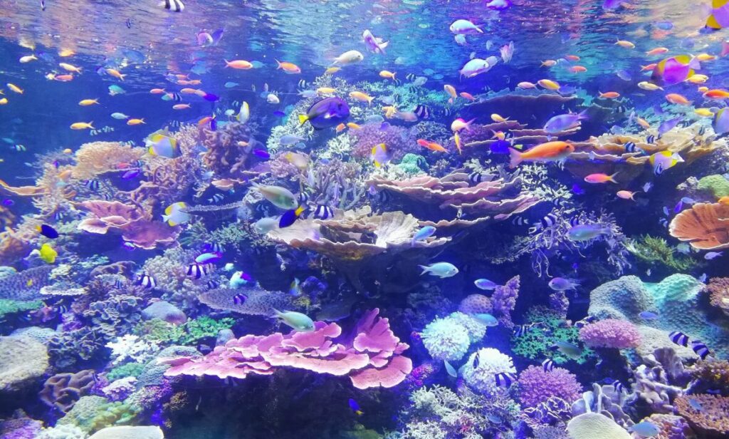 Fun-Things-in-Australia-Top-10